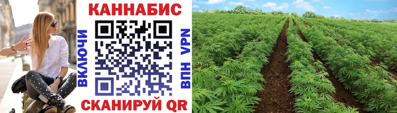 купить  сайты  Луга  Бошки Шишки семена 